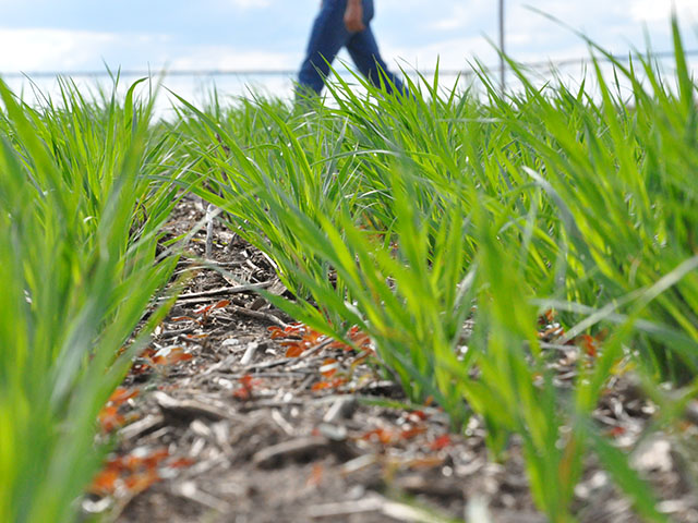 The Foundation for Food and Agriculture Research and Samuel Noble Foundation announced a $6.6 million research initiative to improve and expand cover crops nationally. (DTN file photo by Chris Clayton)